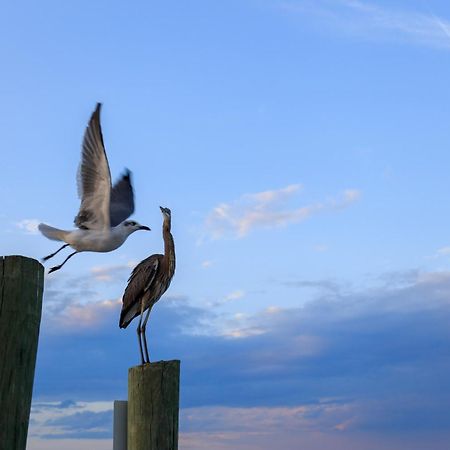 Forest Beach Villas Hilton Head Island Rom bilde