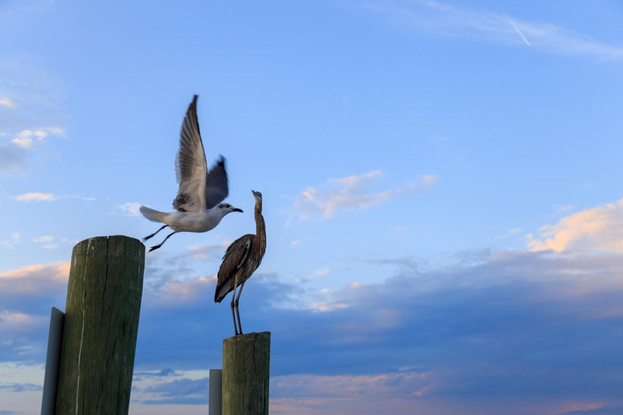 Forest Beach Villas Hilton Head Island Rom bilde